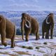 Illustration for article titled Scientists Have Transplanted Mammoth DNA Into Elephant Cells